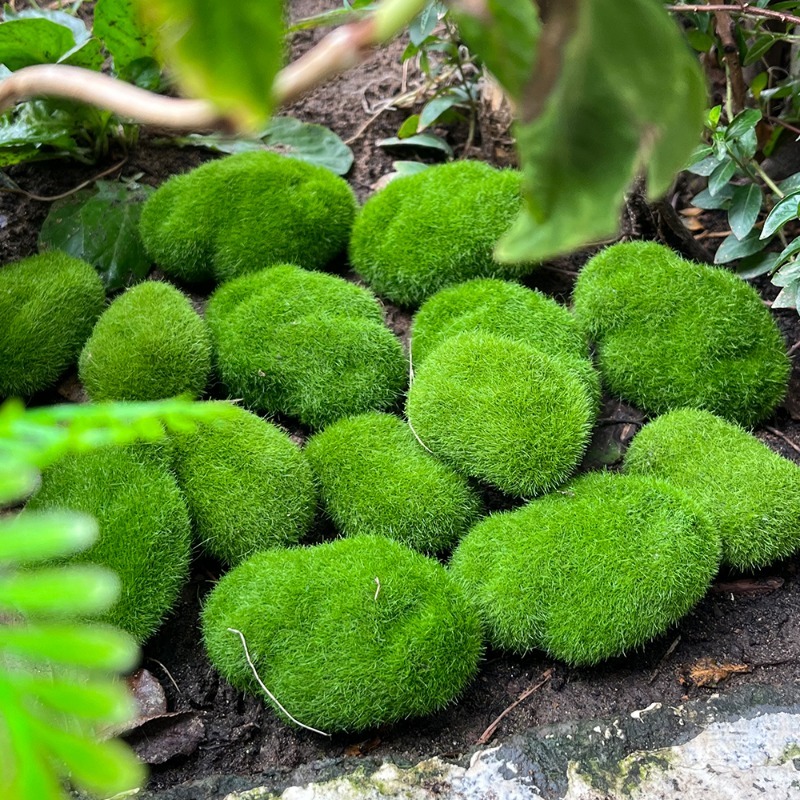 5/30pcs Simulation Moss Stone  - огляд і ціна Terrarium Moss Art