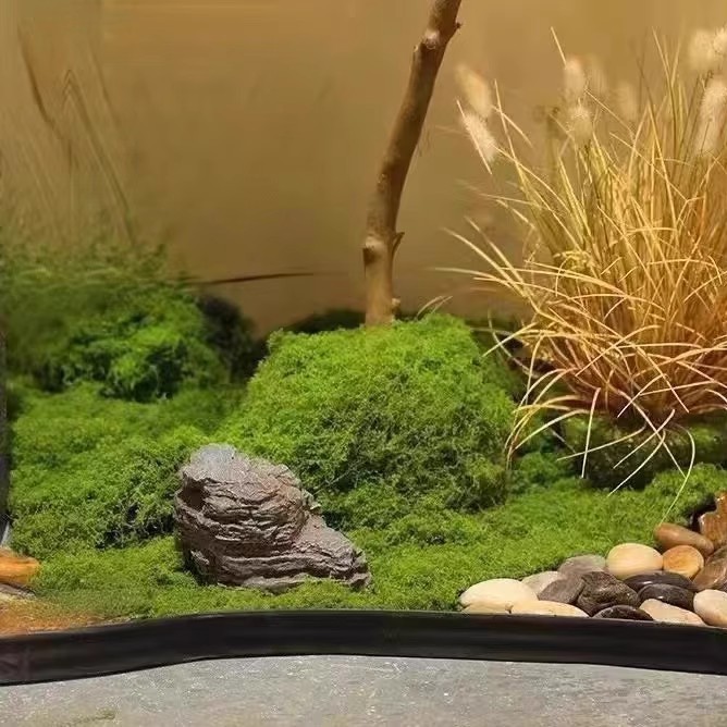 200g Eternal Life Moss DIY Cra - огляд і ціна Terrarium Moss Art