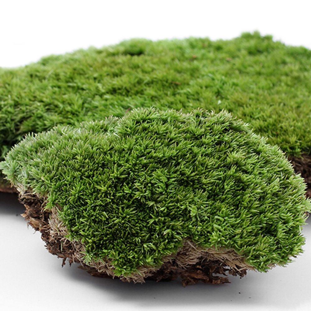 Artificial Green Grass Moss Pl - огляд і ціна Terrarium Moss Art
