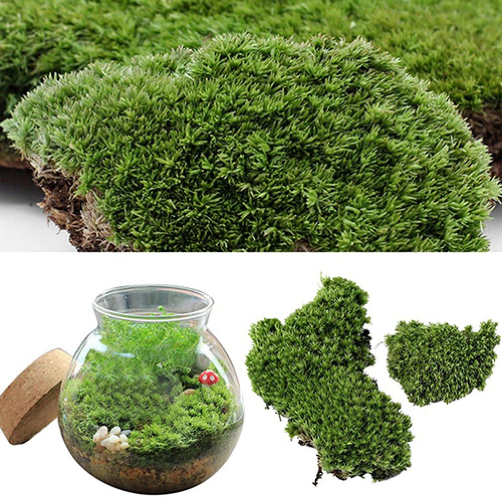 Artificial Green Grass Moss Pl - огляд і ціна Terrarium Moss Art