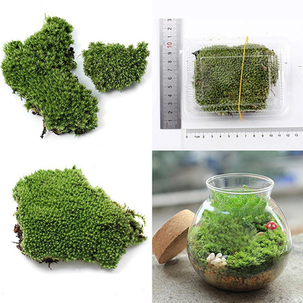 Artificial Green Grass Moss Pl - огляд і ціна Terrarium Moss Art