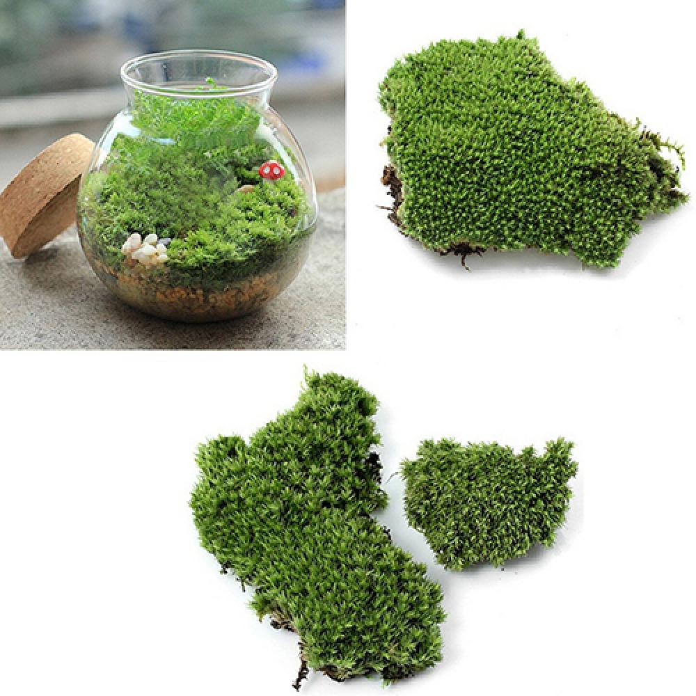 Artificial Green Grass Moss Pl - огляд і ціна Terrarium Moss Art