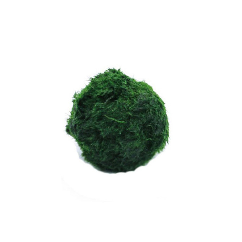 Marimo Moss Balls Live Aquariu - огляд і ціна Terrarium Moss Art